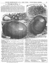 Catalogue "Henderson" 1894