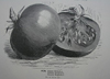 Catalogue "Vilmorin" 1911