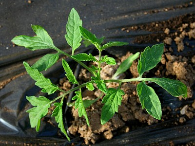 Production "Eric Tomatologue"  Semis 2009