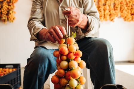 Homme prparant une chane de tomates dans la rgion des Pouilles en Italie