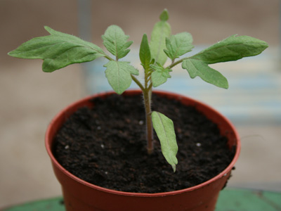 Production et photo Eric "Tomatologue"  Photo ralise 30 jours aprs semis et repiquage.