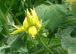production Eric "Tomatologue" Photo "ventmarin"