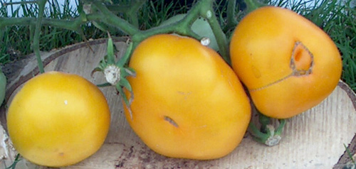 "Jaune de la Saint Vincent"                                                       Fruit jaune lisse de 150  250 grammes. Amorce de ctelage discret en partie haute. Ombilic en dpression ceintur par un cordon cicatris de 2 centimtres de diamtre au ple infrieur. Chair juteuse. Saveur douce sucre et acidule  la fois. Devient vite farineuse aprs maturation. 70  75 jours. Croissance indtermine. Varit de mi-saison. Varit fixe originaire de France.
