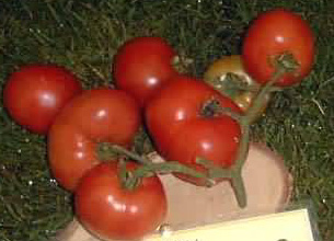 "Odessa"                                                                                   Fruit rouge de 50  150 grammes. En grappe de 4  6 fruits. Plants au dveloppement compact. Chair juteuse et ferme. Saveur acide. Croissance dtermine. Varit trs prcoce. Bonne rsistance au fusarium et au verticillium. Varit originaire dUkraine. 