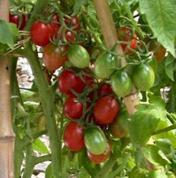 "Prune Rouge  confiture" ou "Red Plum"                                 Fruit rouge de 20  30 grammes en forme de prune. En grappe de 6  7 fruits.  Chair ferme, juteuse, contenant peu de graines. Saveur douce et fade. 70  78 jours. Croissance indtermine. Varit dj connue au XIX sicle. Cite en 1898 dans le catalogue de graines de Keith  Toronto.