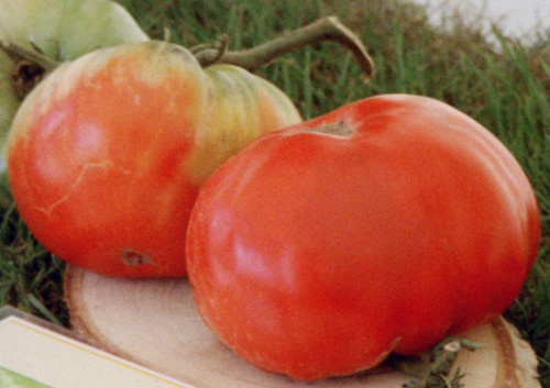 "Russe"                                                                                      Fruit rouge de 300  600 grammes aplati, incurv aux ples, parfois ctele et cicatris dans tous les sens. Chair dense et juteuse. Saveur sucre trs agrable. Croissance indtermine. Varit de mi-saison. 
